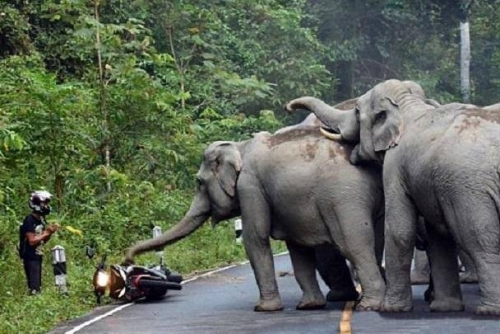 Rombongan Gajah Liar dari GSK Mulai Usik Pemukiman Warga Sungai Mandau