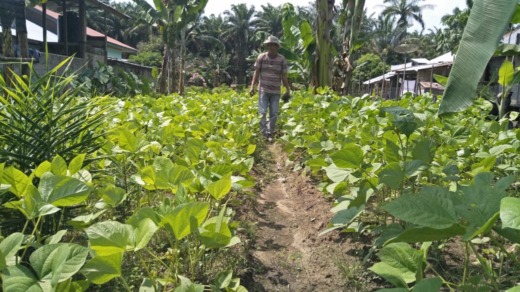 Anggota DPRD Kuansing, Jhonson Sihombing, Luangkan Waktu untuk Bertani