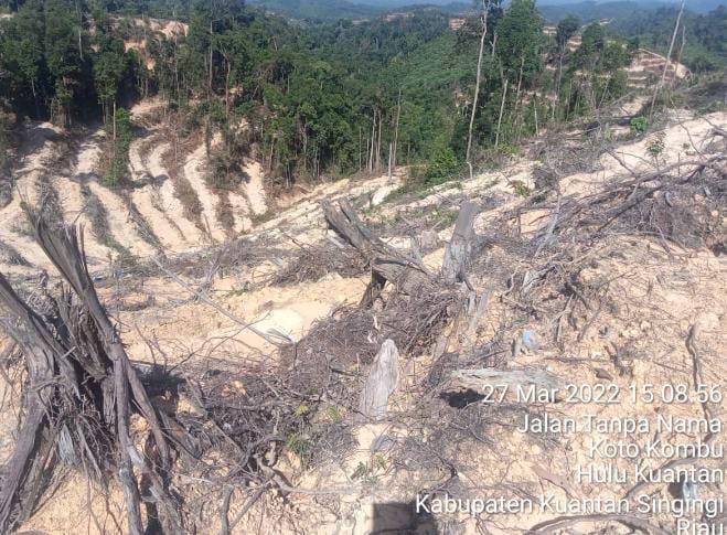260 Hektar atas nama Pemilik Yondra/Yanto dalam kawasan Hutan Produksi Terbatas (HPT) di desa Sumpu-Kuansing.