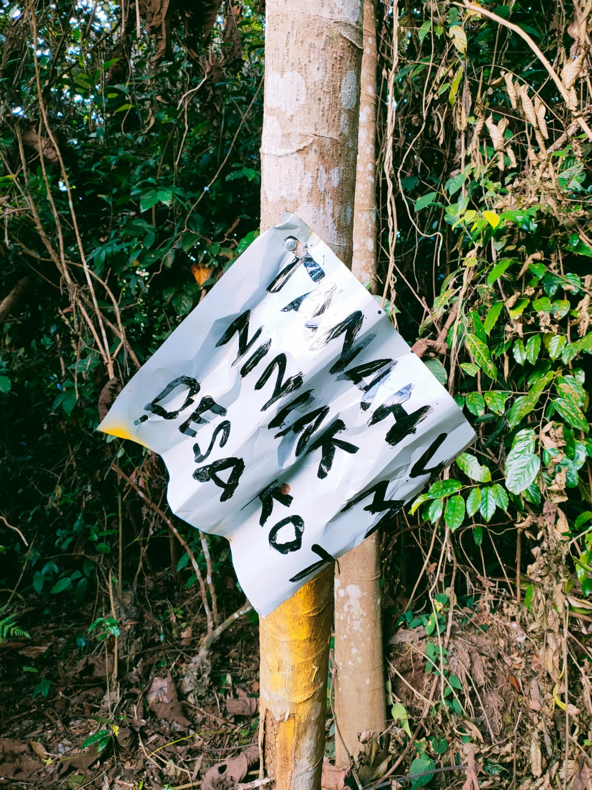 Diduga Oknum Anggota DPRD Kuansing, Inisial JSN Ajak Masyarakat Rambah Hutan Secara Ilegal