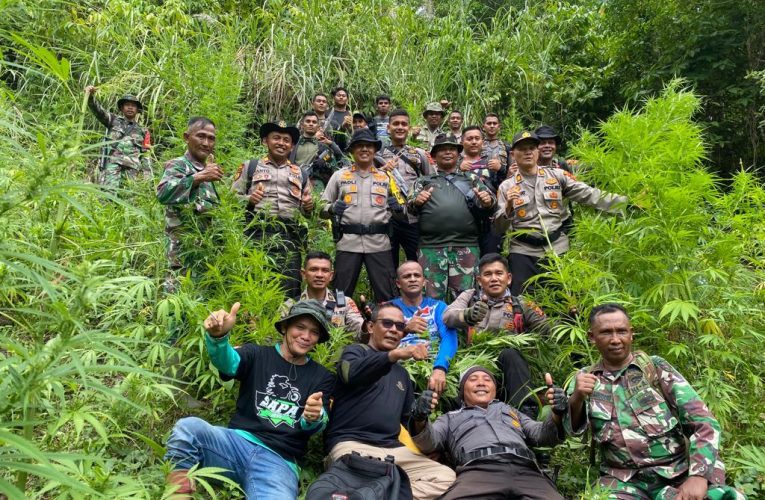 Team gabungan BNN dan Satnarkoba Temukan ladang Ganja di Aceh Pidie